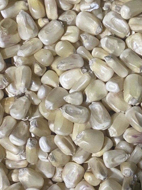 Yellow Corn/Maize for Animal Feed / YELLOW CORN FOR POULTRY FEED