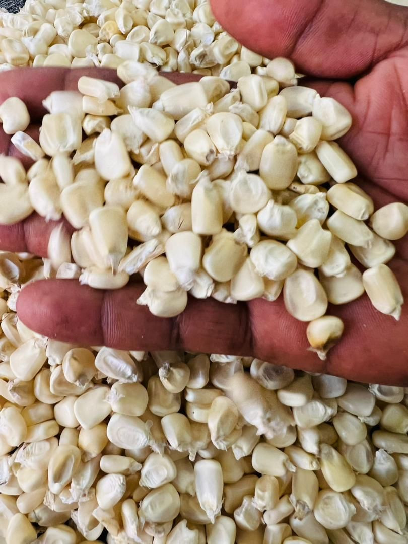 Yellow Corn/Maize for Animal Feed / YELLOW CORN FOR POULTRY FEED