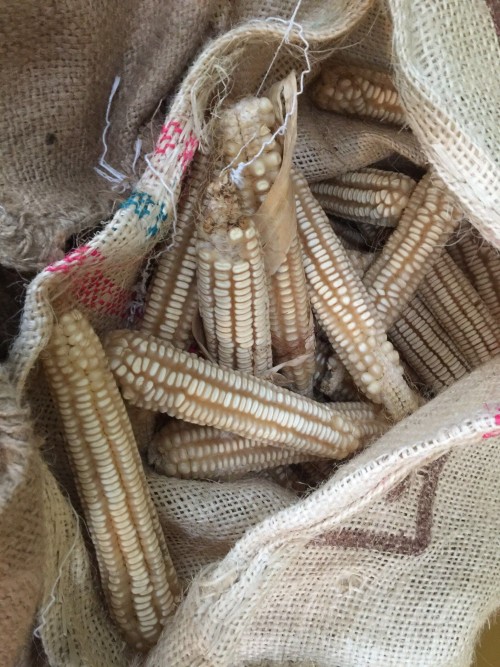 Yellow Corn/Maize for Animal Feed / YELLOW CORN FOR POULTRY FEED
