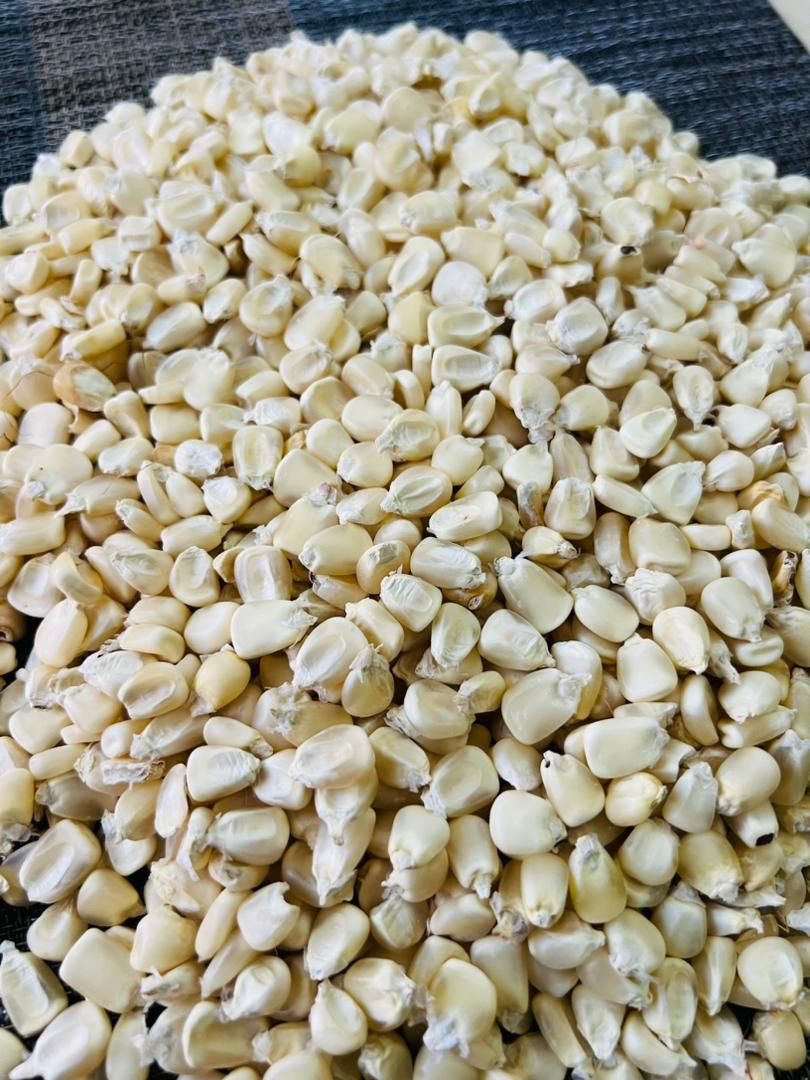 Yellow Corn/Maize for Animal Feed / YELLOW CORN FOR POULTRY FEED