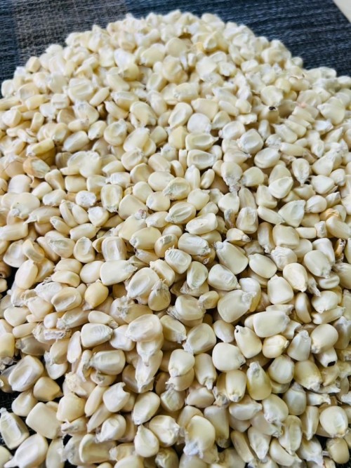 Yellow Corn/Maize for Animal Feed / YELLOW CORN FOR POULTRY FEED