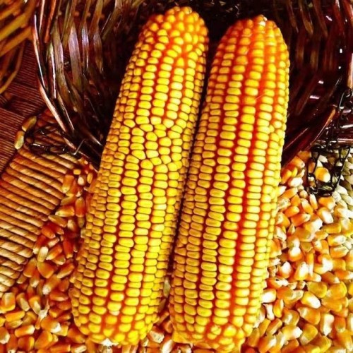 yellow corn white maize for human animal feed sweet corn price packaging in bags yellow for sale